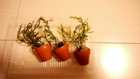 20171206152055244.jpg