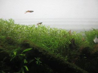 IMG_4287.JPG
